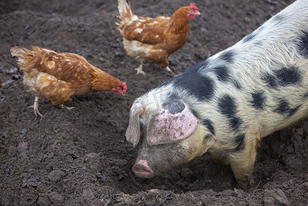 荷兰有机农场里的猪根在泥里，鸡在有机农场里自由漫步