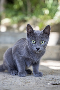 那只灰色的小猫看起来很害怕