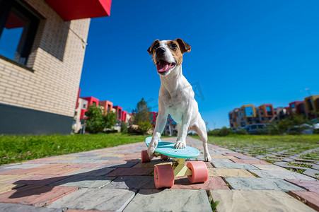 杰克罗素梗犬在炎热的夏日在户外骑滑板。