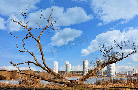 春天的风景，在新的城市高层建筑和蓝色多云的天空的背景下，河岸上一棵干燥、蔓延的树。