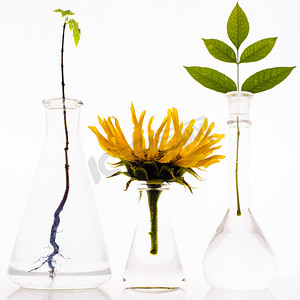 白色背景上有植物的三个实验室烧瓶