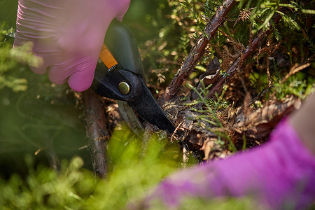 修枝剪摄影照片_戴着粉色手套的种植者的手正在用修枝剪修剪杂草丛生的绿色灌木的树枝。