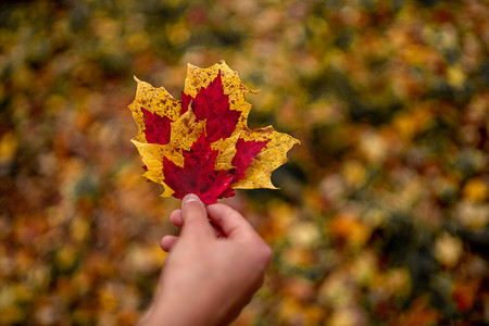 威斯康星州北部中西部秋天的颜色拿着树叶