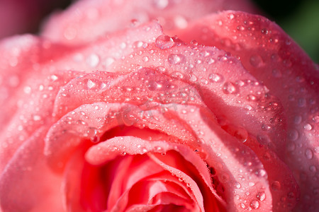 绽放美丽多彩的新鲜玫瑰，花瓣上露珠