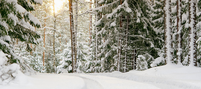冬季风景与白雪覆盖的松树林。