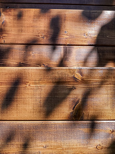 棕色木墙板纹理背景，早晨玫瑰树枝的光影，木栅栏的前视图。