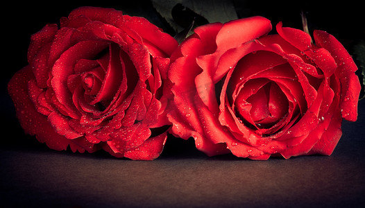 黑色背景、旧风格、情人节和爱情概念中的两朵玫瑰