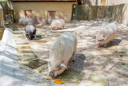 猪可爱动物摄影照片_农场猪