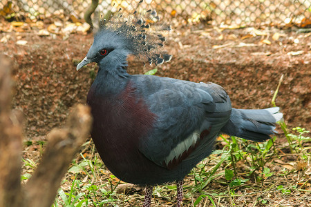 维多利亚冠鸽，维多利亚古拉在动物园的笼子里。