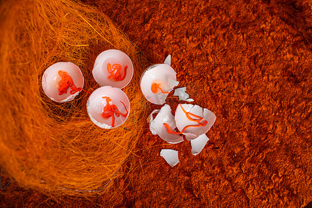 橙色客厅摄影照片_橙色背景上的鸡蛋。
