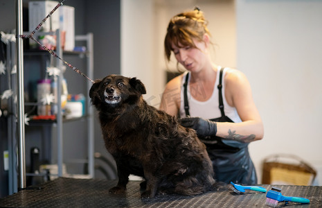 宠物美发师女人剪可爱黑狗的皮毛