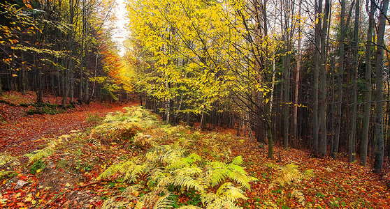 特兰西瓦尼亚美丽的地方秋季图片