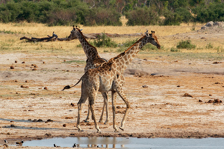 长颈鹿在国家公园喝水，万基