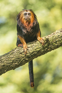 金头摄影照片_金头狮狨猴坐在绿色背景的长凳上