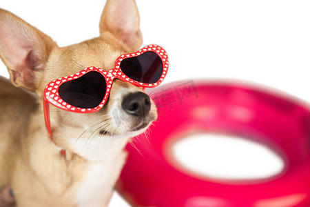 心形太阳镜摄影照片_可爱的小狗，戴着心形太阳镜