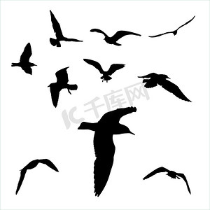 海鸥剪影摄影照片_设置-白色背景集合上的海鸥剪影