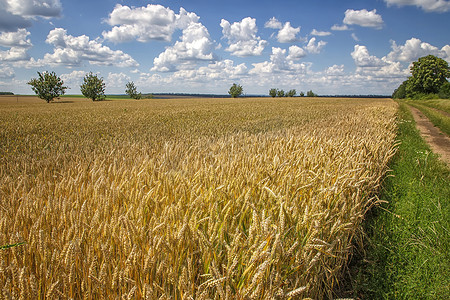 美丽的一天风景与成熟的小麦和乡村道路在多云的天空