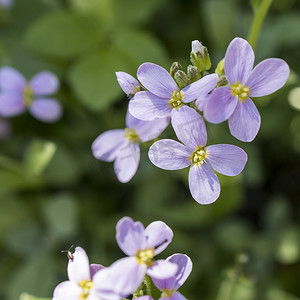 拟南芥（学名：Arabidopsis arenos）是十字花科的一种开花植物。