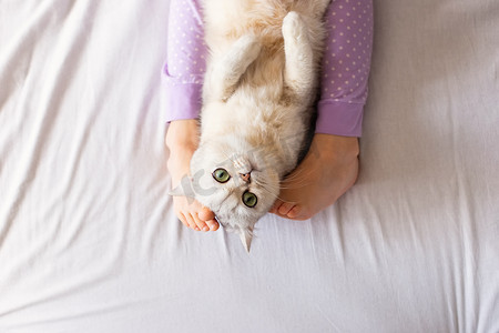 可爱的英国白猫，躺在家里的床上，赤脚的孩子们穿着紫色睡衣的脚之间。