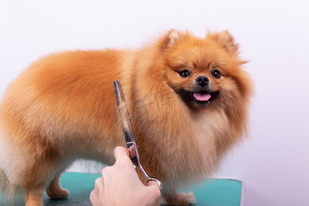 专业美容师在动物美容院照顾橙色博美犬斯皮茨。