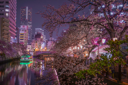 大川散步道夜樱花图片
