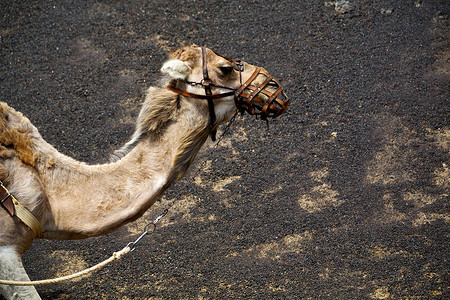 非洲蒂曼法亚西班牙火山中的棕色单峰骆驼咬伤