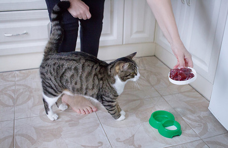 母臂用喂碗里的肉喂宠物猫