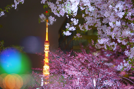 从樱花中偷看东京塔