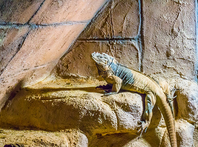 黄色五角星边框摄影照片_犀牛鬣蜥是一种来自加勒比海的有角和受威胁的热带野生爬行动物