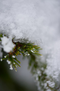 圣诞常青松树覆盖着新鲜的雪