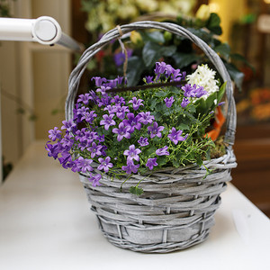 风铃草、报春花和玫瑰、紫铃花在柳条篮中出售。