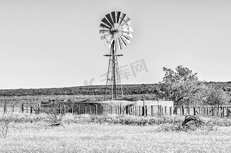 Nieuw 附近 Matjiesfontein 的风车和鲜花景观