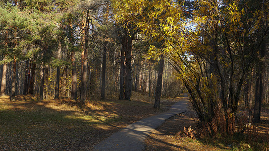 秋天森林里的柏油路。