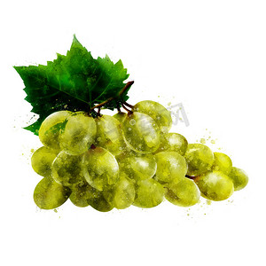白色背景上的绿色葡萄。