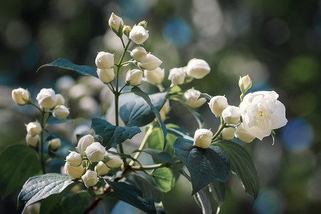 白茉莉花有绿叶自然背景，芳香气味适合芳香油、缎木、化妆品树皮树。