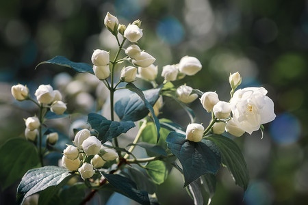 化妆品背景摄影照片_白茉莉花有绿叶自然背景，芳香气味适合芳香油、缎木、化妆品树皮树。