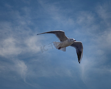 飞行海鸟的特写照片