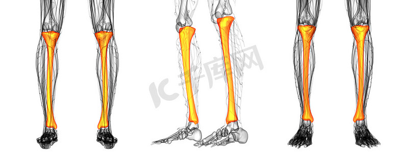 胫骨的 3D 渲染医学插图