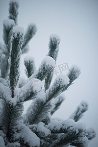 圣诞常青松树覆盖着新鲜的雪