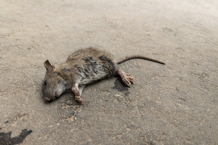 沙质沥青表面的死老鼠尸体
