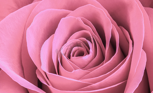 淡粉色玫瑰花瓣。