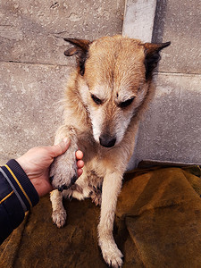 狗爪子摄影照片_手握着院子里的狗的爪子