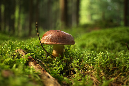 生长在茂盛的绿色苔藓上的野生牛肝菌蘑菇