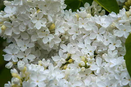 春天盛开白色的丁香花。