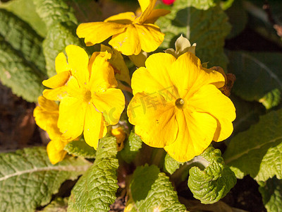草地公园外春黄色植物花的特写