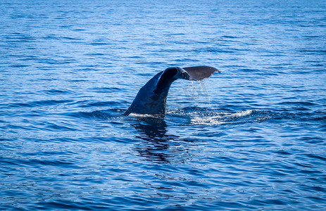 鲸鱼尾巴摄影照片_新西兰凯库拉湾的鲸鱼