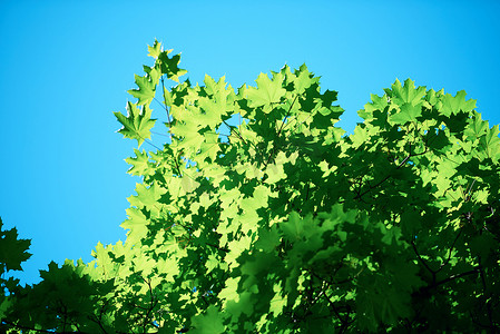 绿树枝条摄影照片_绿树的枝条