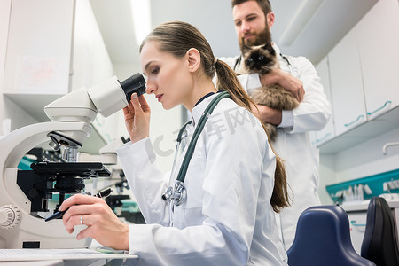 兽医医生在显微镜下分析猫的血液样本