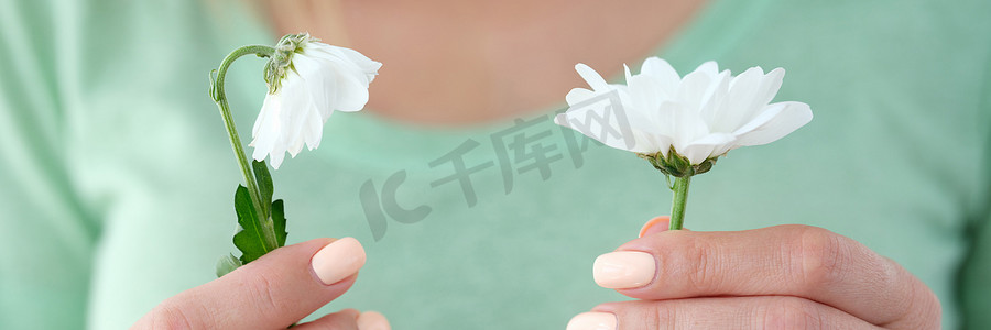 枯萎的摄影照片_女人拿着一朵盛开的洋甘菊和一朵枯萎的