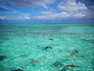 防晒淘宝主图摄影照片_游客与鲨鱼和黄貂鱼一起浮潜
